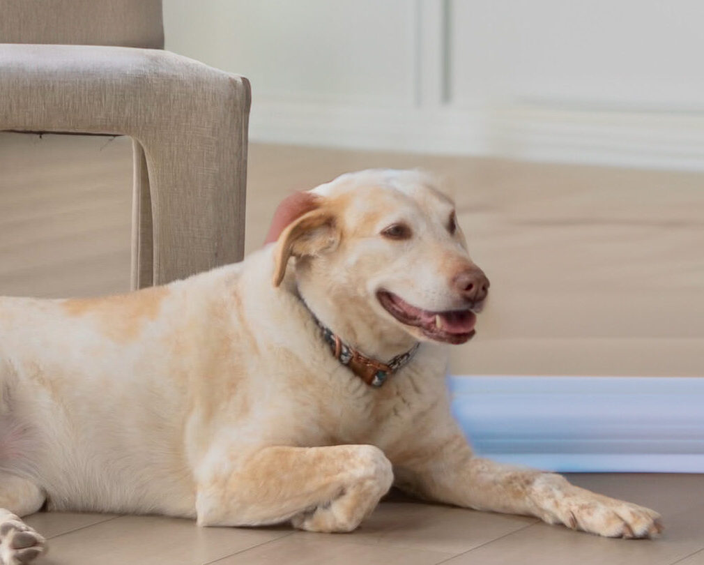 A happy golden Labrador lying on the floor indoors.